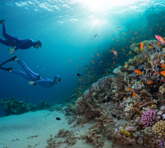 Diving Tour